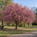 Sakura ozdobná (Prunus serrulata) ‘ROYAL BURGUNDY’ - výška 50-80 cm, kont. C5L - KRÍK